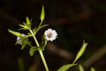 Florida hedgehyssop